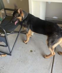 Found/Stray Unknown Dog last seen Lenoir Rhyne university, Hickory, NC 28601