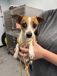 Shelter Stray Female Dog last seen Near Florin Perkins rd, City of Sacramento,, 6201 Florin Perkins Rd, Sacramento, CA 95828, USA