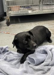 Shelter Stray Male Dog last seen Near Florin Perkins rd, City of Sacramento,, 6201 Florin Perkins Rd, Sacramento, CA 95828, USA