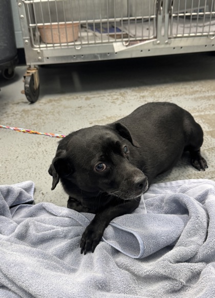 Shelter Stray Male Dog last seen Near Florin Perkins rd, City of Sacramento,, 6201 Florin Perkins Rd, Sacramento, CA 95828, USA