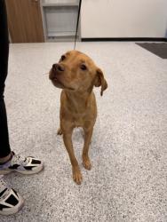 Shelter Stray Male Dog last seen Near Upper Seguin Rd unit 101, Zone 1, TX, 8755 Farm to Market 1516, Converse, TX 78109, USA