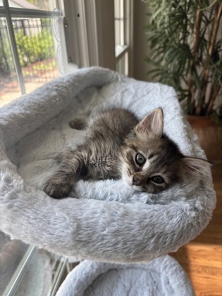 Shelter Stray Female Cat last seen Near Eastwyck Cir, Decatur, GA 30032, 30032, GA, 3280 Chamblee Dunwoody Rd, Chamblee, GA 30341, USA