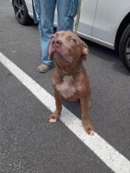 Shelter Stray Female Dog last seen Near Center Street, Atlanta, GA, 1251 Fulton Industrial Blvd NW, Atlanta, GA 30336, USA