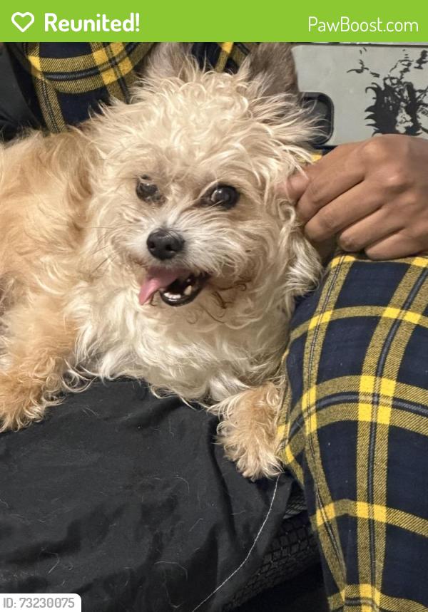 Reunited Male Dog last seen Train tracks, Opa-locka, FL 33054
