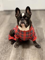 Lost Female Dog last seen Near Concord Pkwy N Concord, NC 28025 United States, Concord, NC 28025