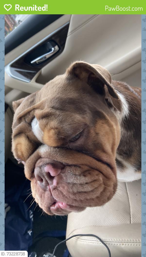 Reunited Female Dog last seen Stenton & Wyncote, Philadelphia, PA 19138