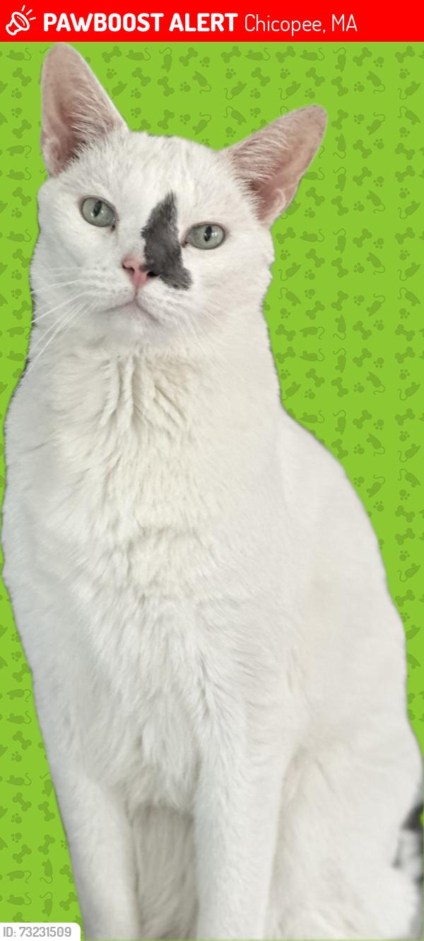 Lost Male Cat last seen Sarah Jane Park, Chicopee, MA 01013