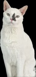 Lost Male Cat last seen Sarah Jane Park, Chicopee, MA 01013