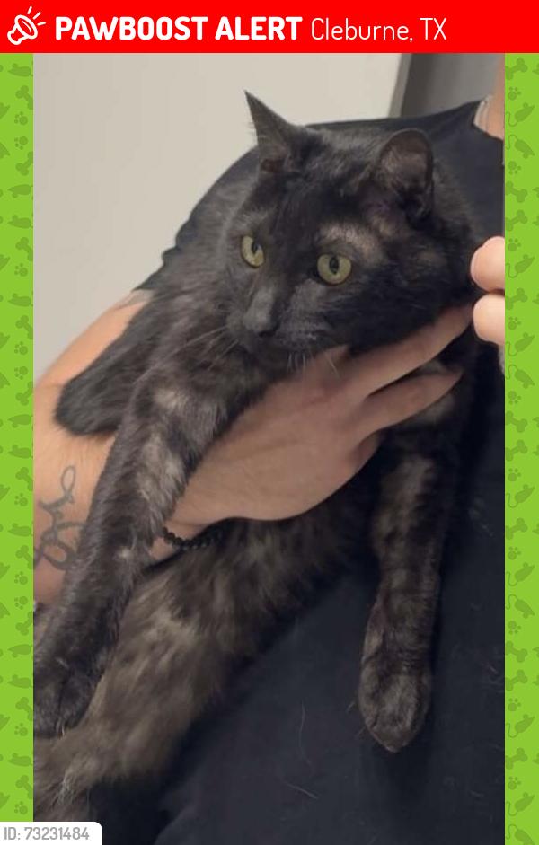 Lost Male Cat last seen County Rd 711, Cleburne, TX 76031