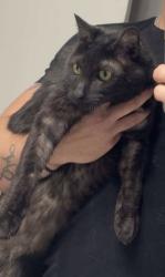 Lost Male Cat last seen County Rd 711, Cleburne, TX 76031
