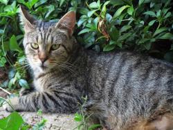 Found/Stray Female Cat last seen Monticello and Jefferson, Fostoria,OH, Fostoria, OH 44830