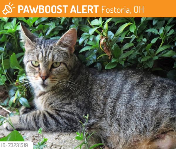 Found/Stray Female Cat last seen Monticello and Jefferson, Fostoria,OH, Fostoria, OH 44830