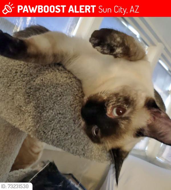 Lost Female Cat last seen 99th & Peoria, Sun City, AZ 85345