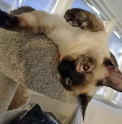 Lost Female Cat last seen 99th & Peoria, Sun City, AZ 85345