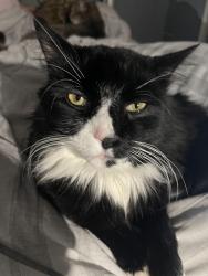 Lost Male Cat last seen Huber ave fruit ave Manton Ave Providence RI, Providence, RI 02909