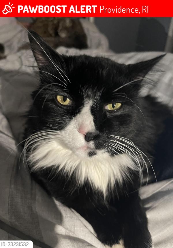 Lost Male Cat last seen Huber ave fruit ave Manton Ave Providence RI, Providence, RI 02909