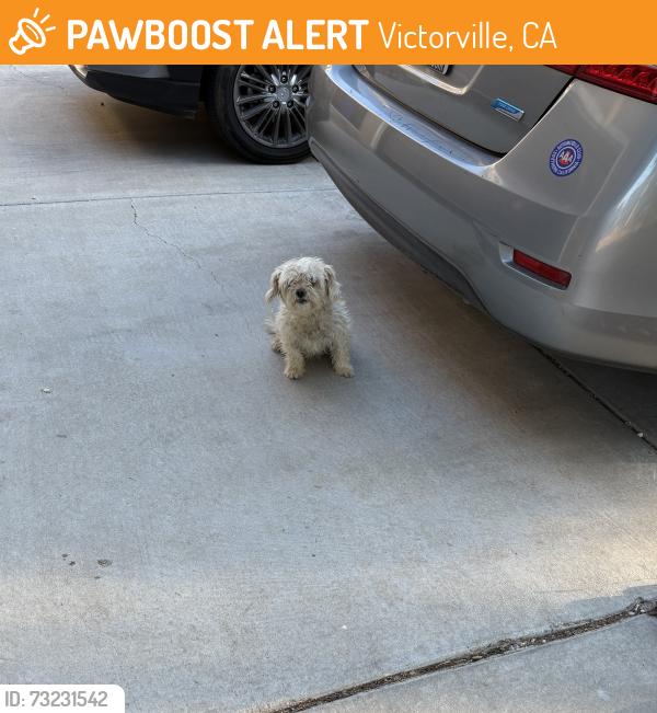 Found/Stray Female Dog last seen Nisqually and 11th ave, Victorville, CA 92395