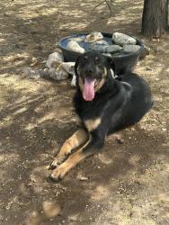 Reunited Male Dog last seen Mission/verbena west oak hills ca, Oak Hills, CA 92344