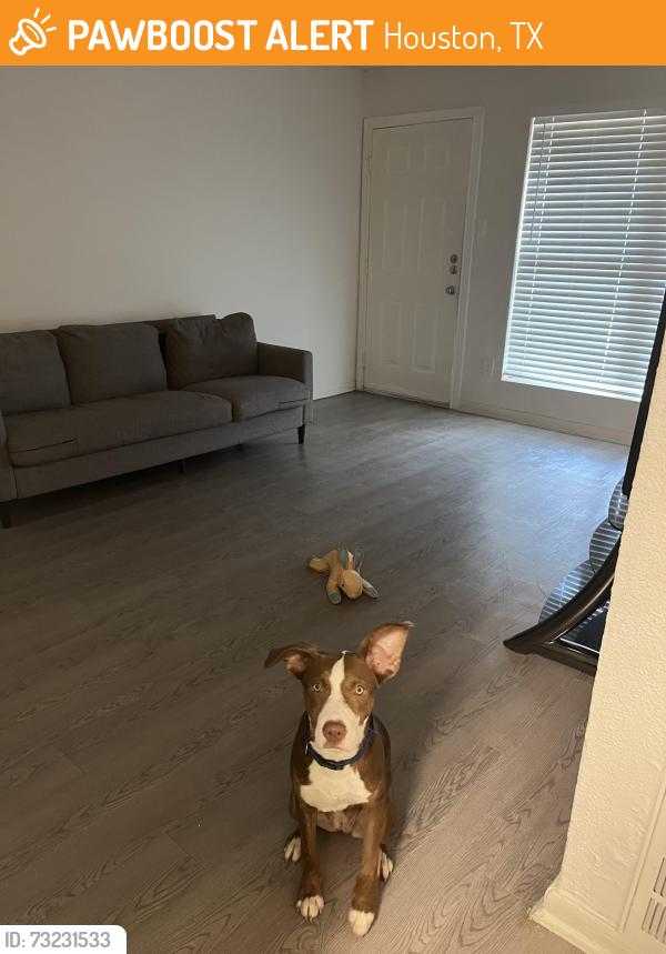 Found/Stray Female Dog last seen Lakeside ests dr, Houston, TX 77042