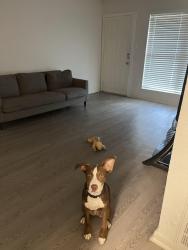 Found/Stray Female Dog last seen Lakeside ests dr, Houston, TX 77042