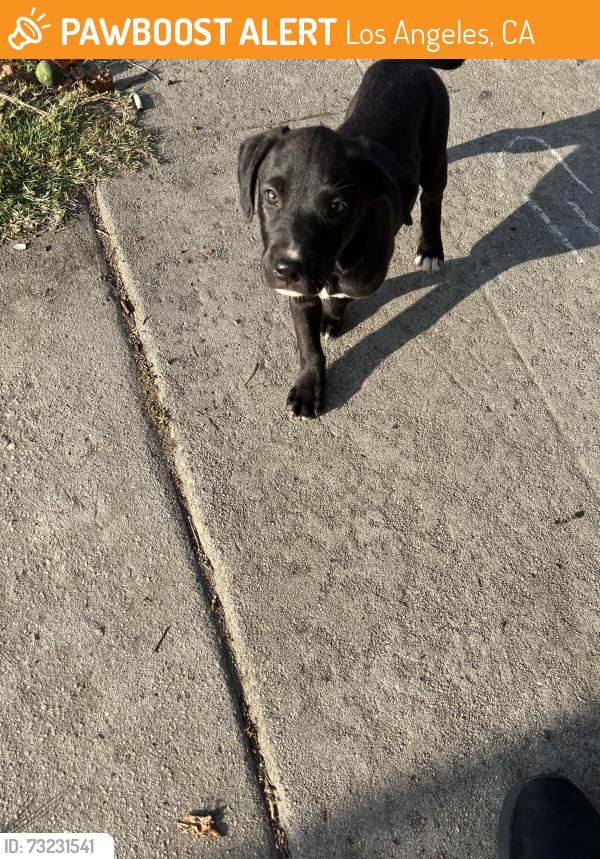 Found/Stray Male Dog last seen 76th Between Broadway/ Grand, Los Angeles, CA 90003