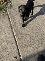 Found/Stray Male Dog last seen 76th Between Broadway/ Grand, Los Angeles, CA 90003