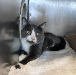 Shelter Stray Male Cat last seen N/a, NEW YORK, NY, 10029, 326 E 110th St, New York, NY 10029, USA