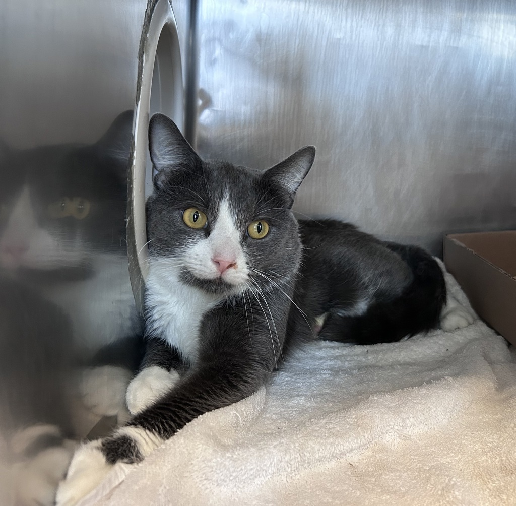 Shelter Stray Male Cat last seen N/a, NEW YORK, NY, 10029, 326 E 110th St, New York, NY 10029, USA