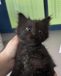 Shelter Stray Male Cat last seen Near N 2200 W, SALT LAKE CITY, UT, 84116, 511 W 3900 S, Salt Lake City, UT 84123, USA