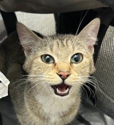 Shelter Stray Unknown Cat last seen 44th and Kipling, Wheat Ridge, CO, 80033, 580 McIntyre St, Golden, CO 80401, USA