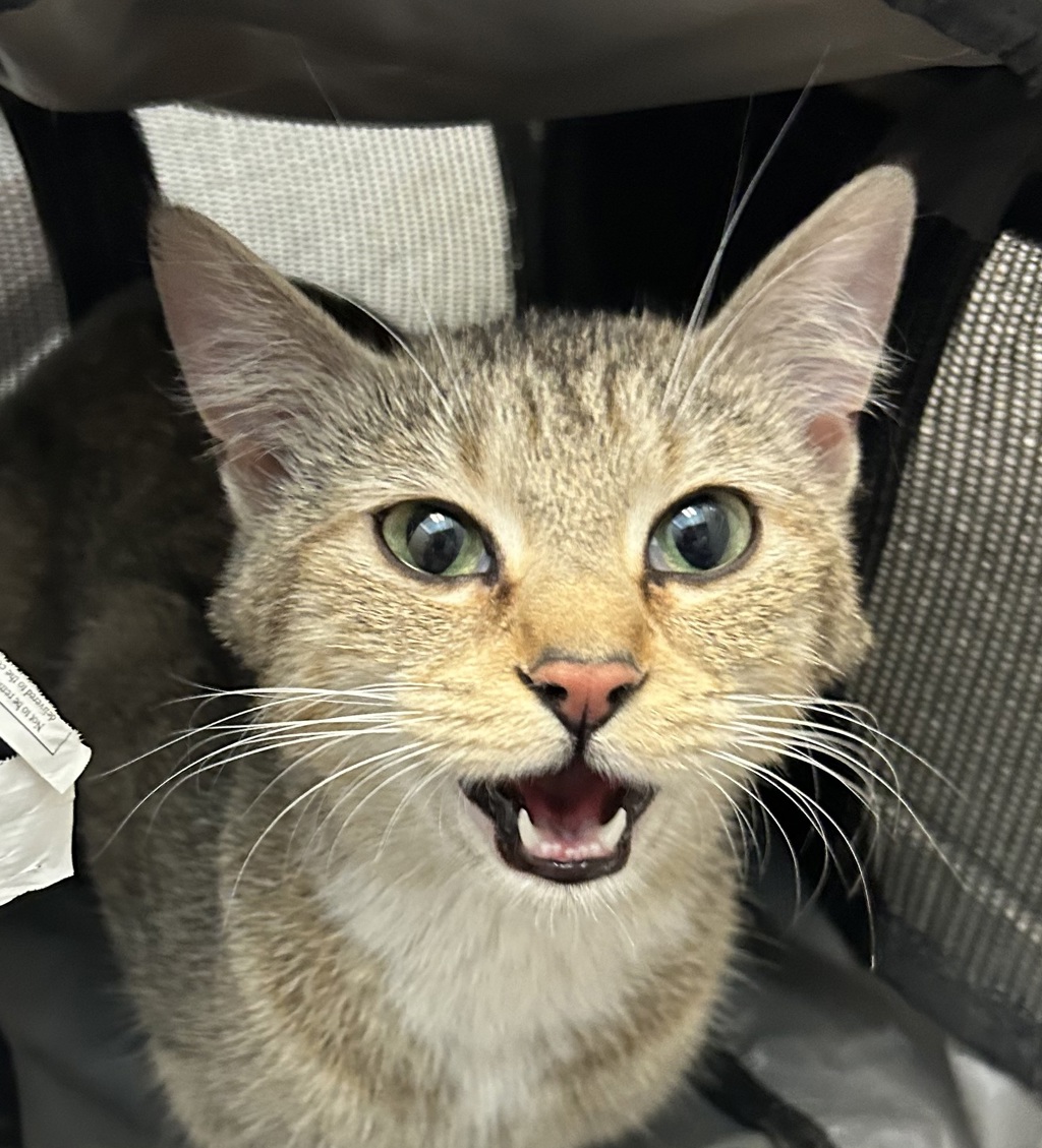 Shelter Stray Unknown Cat last seen 44th and Kipling, Wheat Ridge, CO, 80033, 580 McIntyre St, Golden, CO 80401, USA