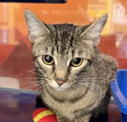 Shelter Stray Female Cat last seen W 74th Ave & Clay St, Westminster, CO, 80030, 580 McIntyre St, Golden, CO 80401, USA