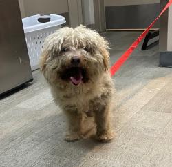 Shelter Stray Female Dog last seen Near 22nd Street, San Diego, CA, 92102, 5500 Gaines St, San Diego, CA 92110, USA