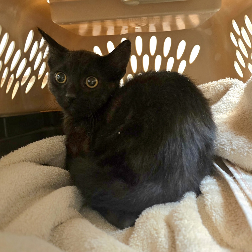 Shelter Stray Male Cat last seen Near Doolittle Drive, SAN LEANDRO, CA, 94577, 8323 Baldwin St, Oakland, CA 94621, USA
