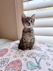 Shelter Stray Female Cat last seen Valley Center Road, Rincon, CA, 92082, Escondido, CA 92027, USA