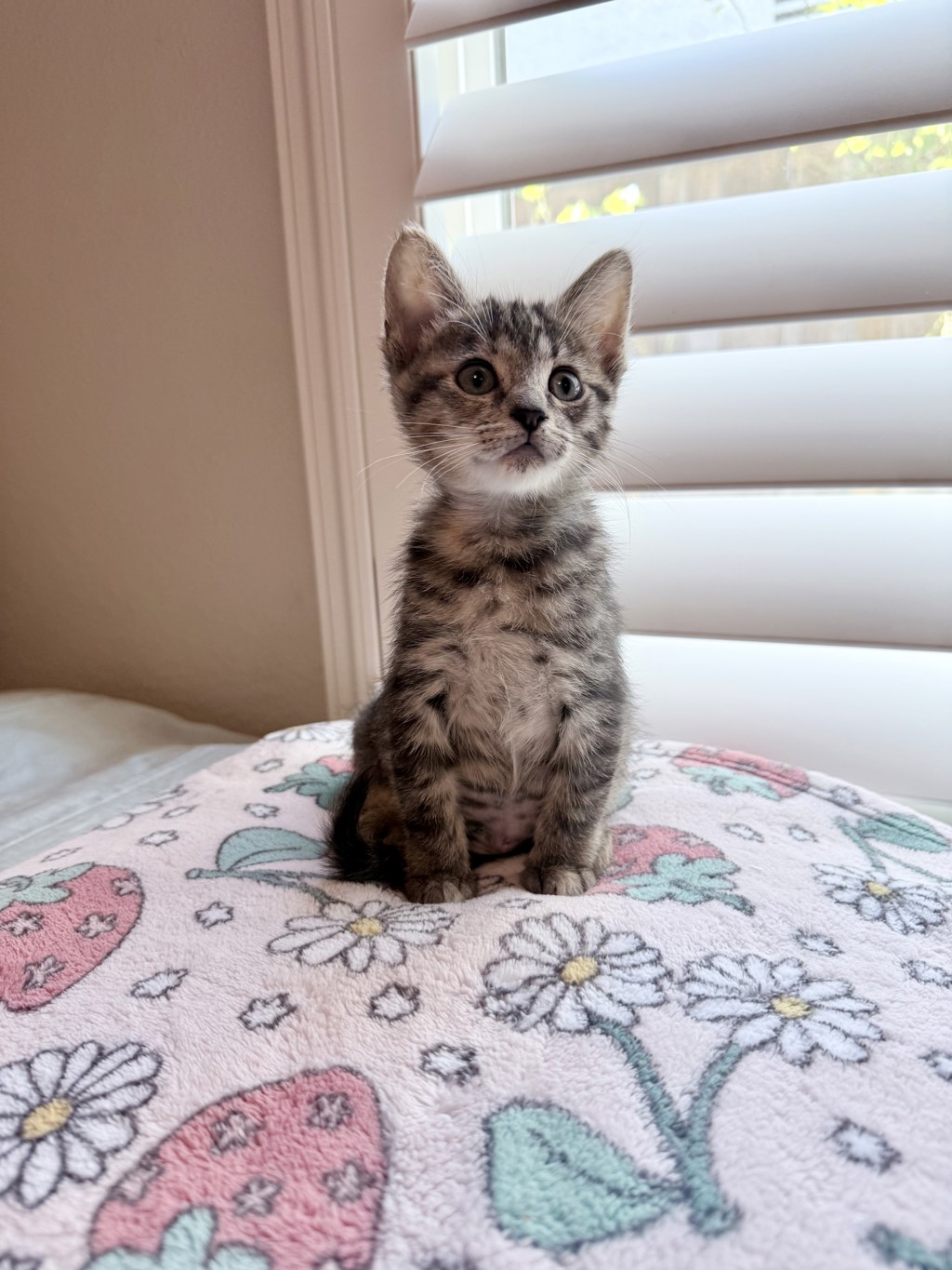 Shelter Stray Female Cat last seen Valley Center Road, Rincon, CA, 92082, Escondido, CA 92027, USA