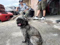 Lost Male Dog last seen W 30th court by sedanos and navarro, Hialeah, FL 33018