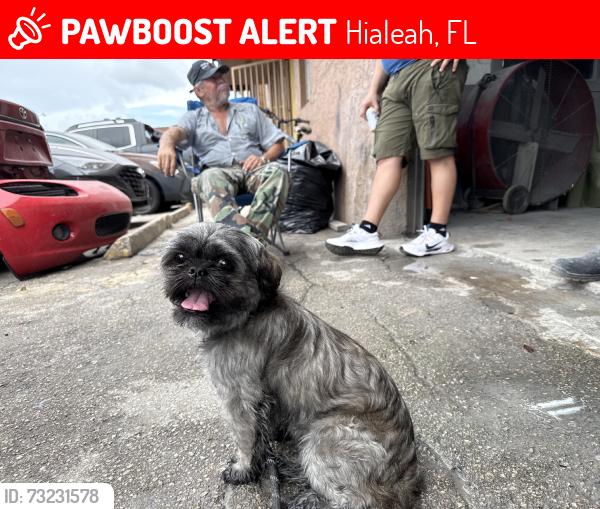 Lost Male Dog last seen W 30th court by sedanos and navarro, Hialeah, FL 33018