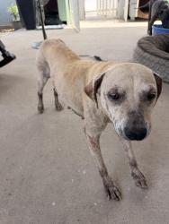 Found/Stray Female Dog last seen Smyrhe & Breyer, San Diego, CA 92173