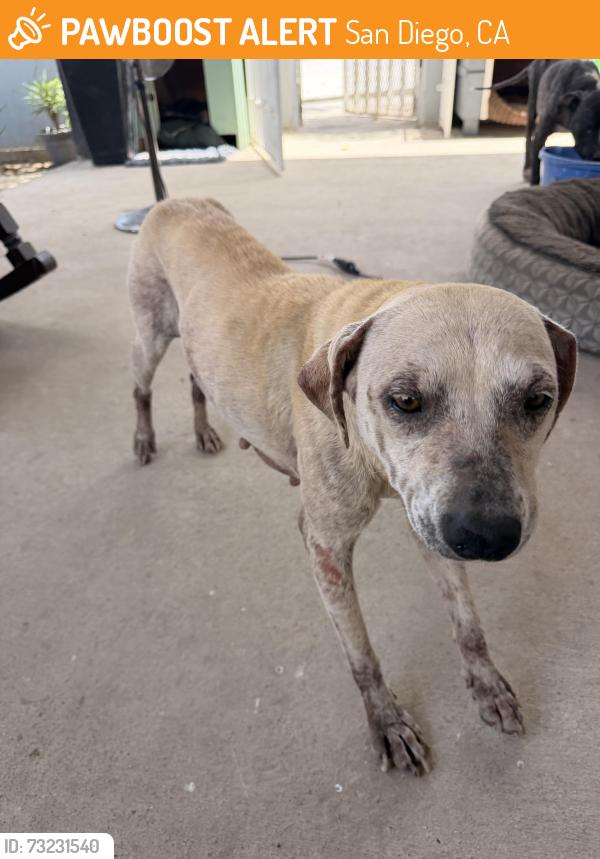 Found/Stray Female Dog last seen Smyrhe & Breyer, San Diego, CA 92173