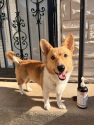 Found/Stray Male Dog last seen W.J. Turner elementary school, Fort Worth, TX 76106
