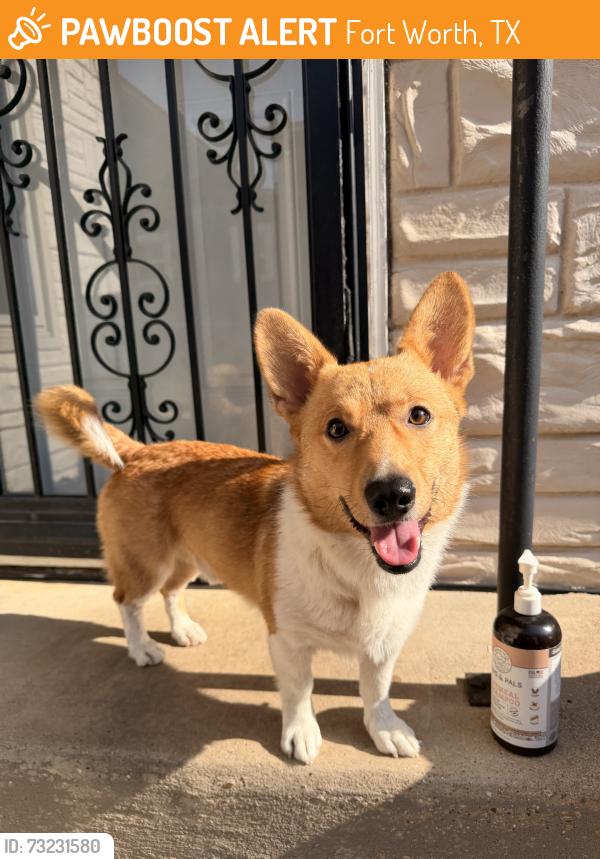 Found/Stray Male Dog last seen W.J. Turner elementary school, Fort Worth, TX 76106