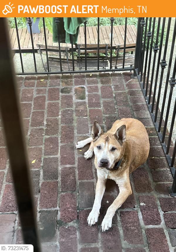Found/Stray Male Dog last seen Kroc Center and Liberty Bowl area, Memphis, TN 38104
