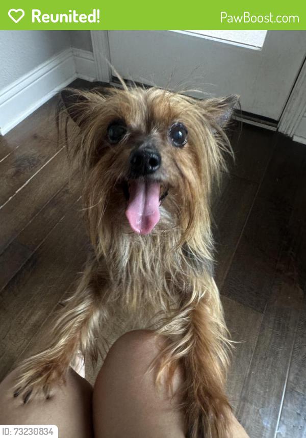 Reunited Female Dog last seen Near lake bridge ln, League City, TX 77573