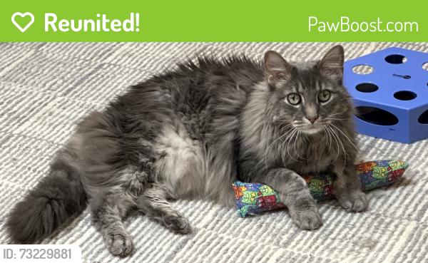 Reunited Male Cat last seen Near Essex Lane, Houston, TX 77027, Houston, TX 77027