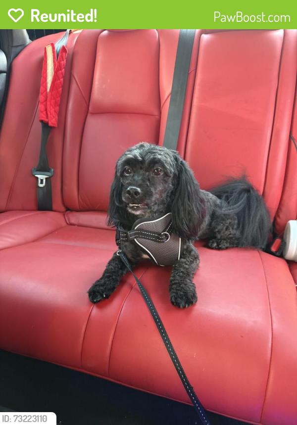 Reunited Male Dog last seen joslin st., North Providence, RI 02911