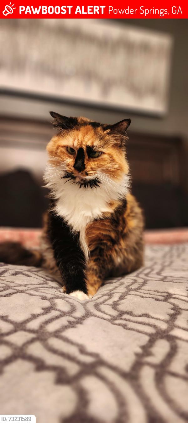 Lost Female Cat last seen Baggett elementary, Powder Springs, GA 30127