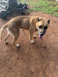Found/Stray Male Dog last seen abner/liberty hill/midway/pisgah church, Iredell County, NC 28625