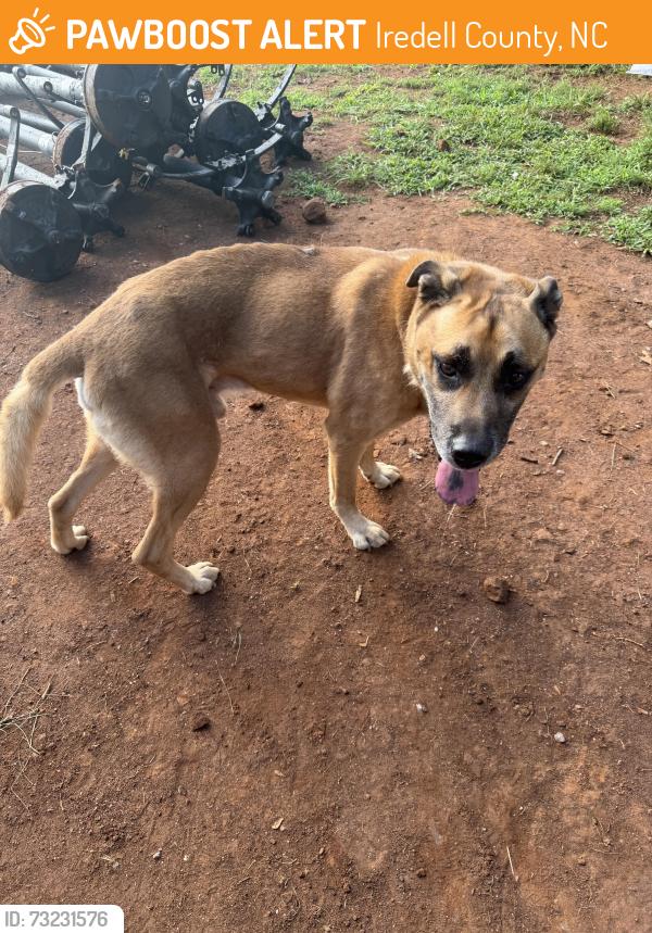 Found/Stray Male Dog last seen abner/liberty hill/midway/pisgah church, Iredell County, NC 28625