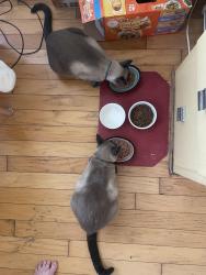 Reunited Male Cat last seen Maine Ave near Willow, Long Beach, CA 90806
